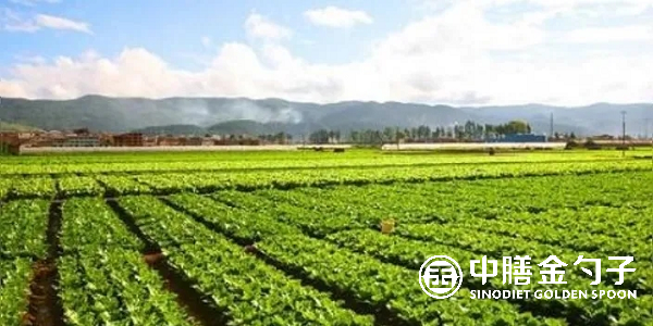 食材配送公司選擇種植基地應該注意哪些事項？